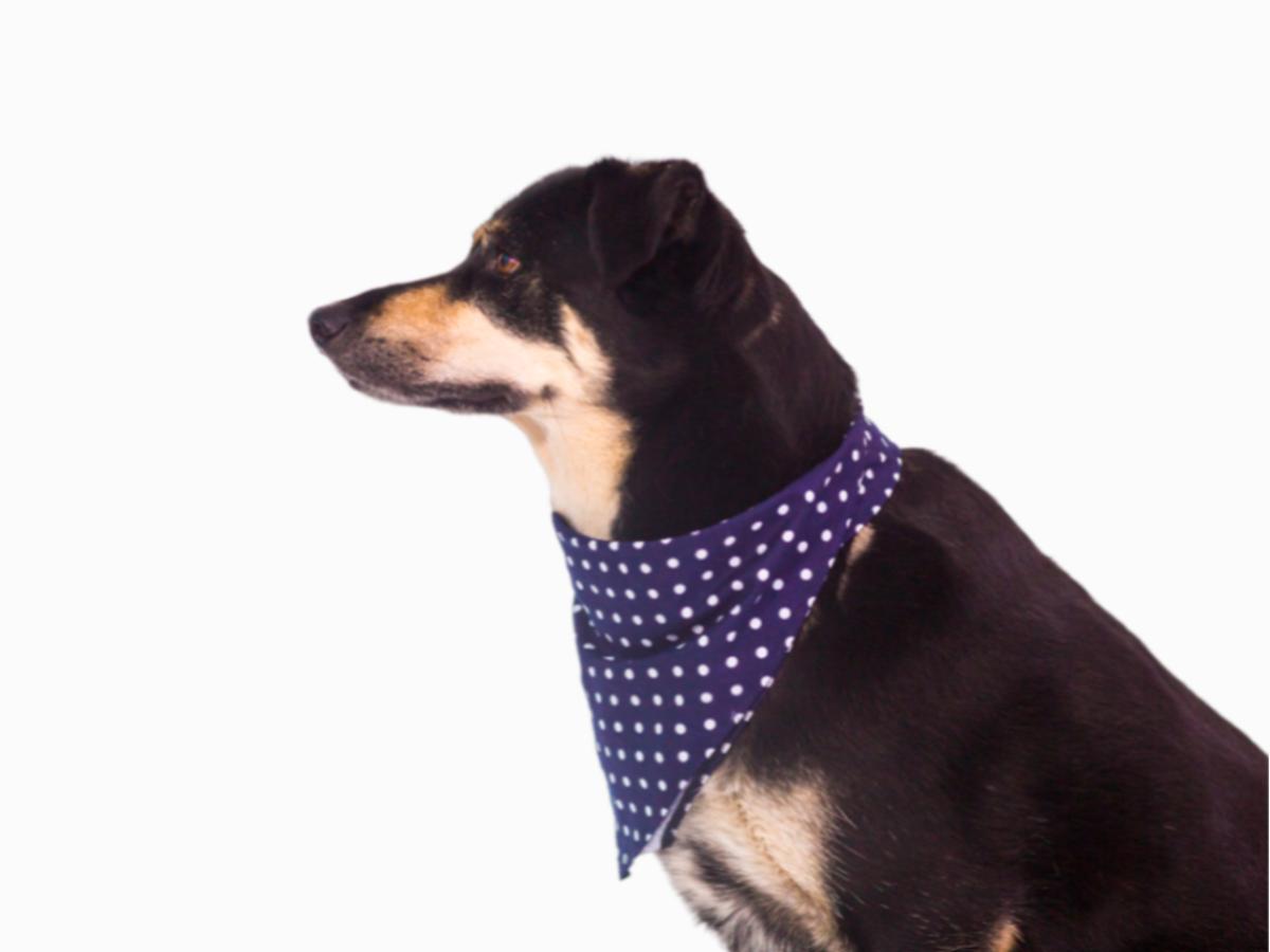 Бандана ошейник для собак "Fashionable pet"